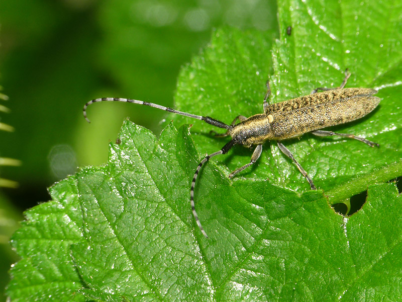 Agapanthia villosoviridescens, Cerambycidae